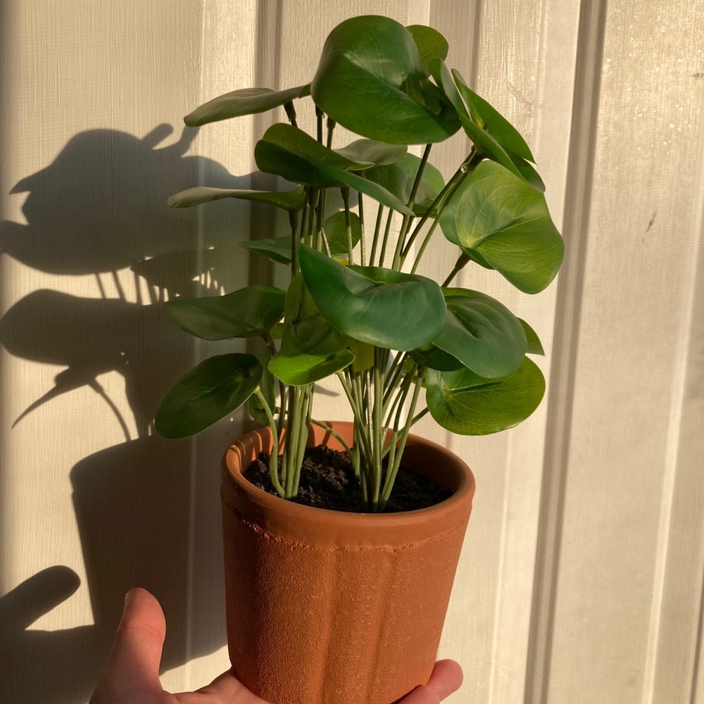 Hearth & Hand Faux Pilea Plant - Picture 2 of 6